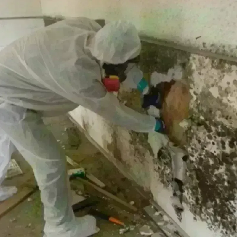 Mold Remediation and Removal in North Hills, NY